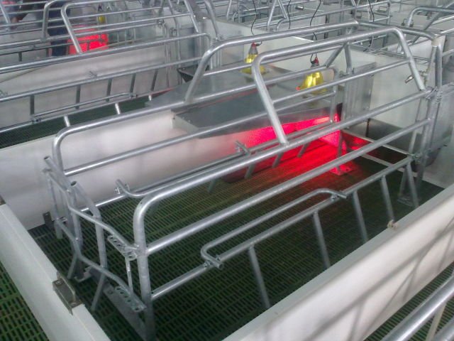 HOG SLAT1