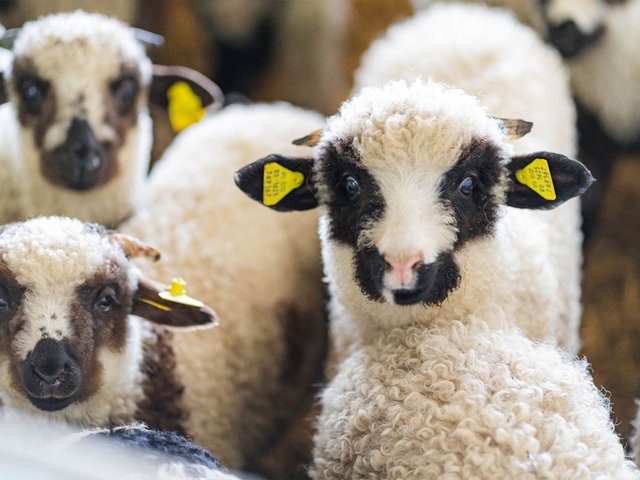 GLOBAL MEAT PROCESS7