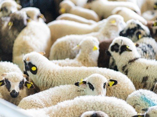 GLOBAL MEAT PROCESS6